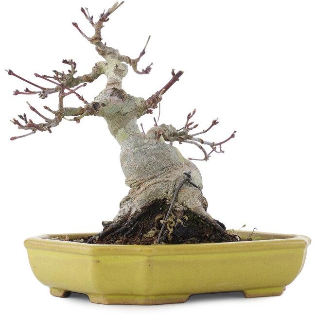 Acer palmatum, 16 cm, ± 10 años