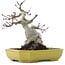 Acer palmatum, 16 cm, ± 10 Jahre alt