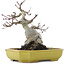 Acer palmatum, 16 cm, ± 10 years old