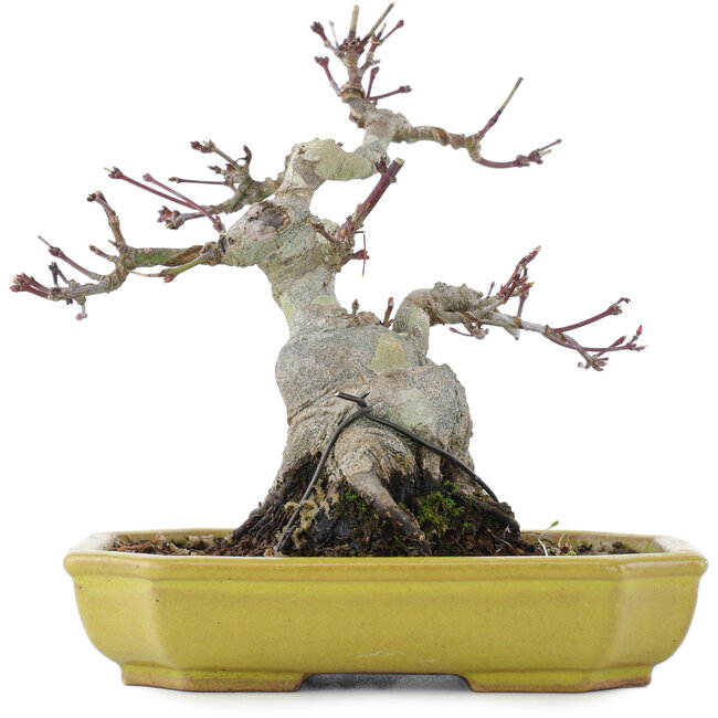 Acer palmatum, 16 cm, ± 10 years old