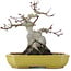 Acer palmatum, 16 cm, ± 10 Jahre alt