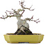 Acer palmatum, 16 cm, ± 10 years old