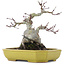 Acer palmatum, 16 cm, ± 10 jaar oud