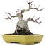 Acer palmatum, 16 cm, ± 10 Jahre alt