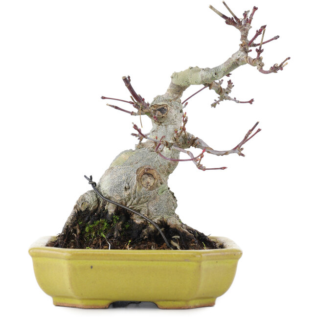 Acer palmatum, 16 cm, ± 10 Jahre alt
