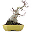 Acer palmatum, 16 cm, ± 10 años