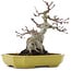 Acer palmatum, 16 cm, ± 10 Jahre alt