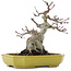 Acer palmatum, 16 cm, ± 10 years old