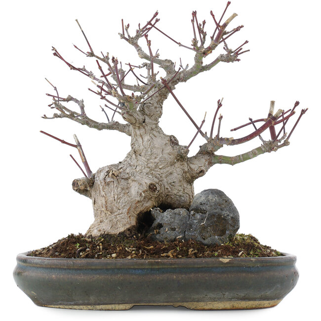 Acer palmatum, 21 cm, ± 20 ans, en pot à multiples éclats