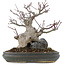 Acer palmatum, 21 cm, ± 20 years old, in a pot with multiple chips