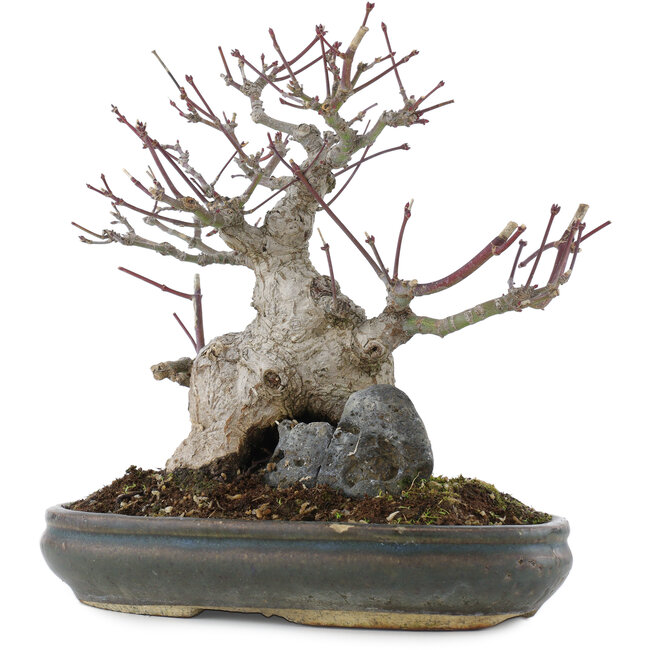 Acer palmatum, 21 cm, ± 20 Jahre alt, in einem Topf mit mehreren Chips