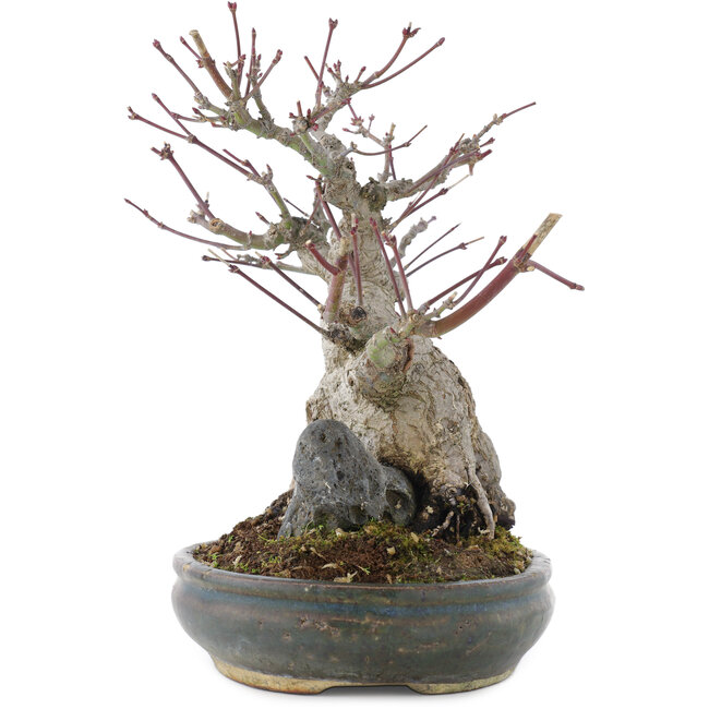 Acer palmatum, 21 cm, ± 20 jaar oud, in pot met meerdere chips