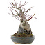 Acer palmatum, 21 cm, ± 20 jaar oud, in pot met meerdere chips