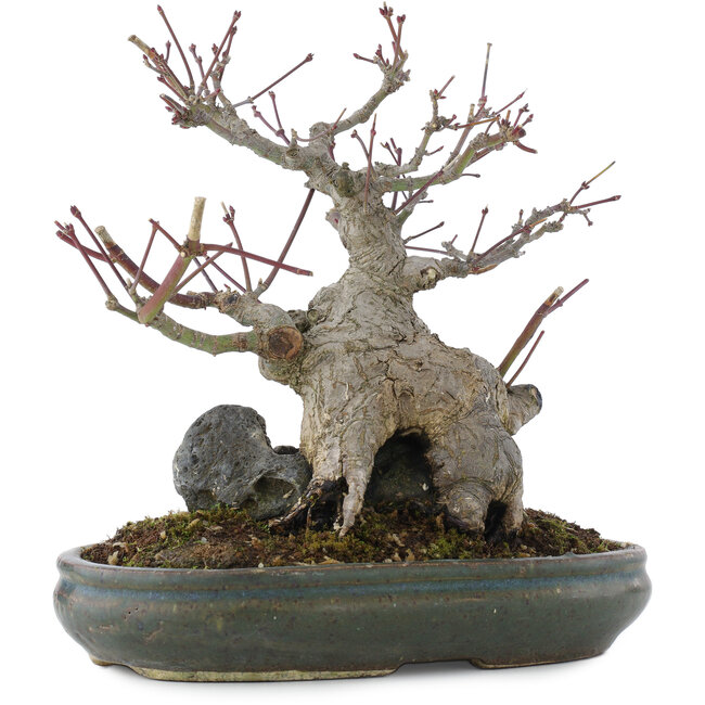 Acer palmatum, 21 cm, ± 20 jaar oud, in pot met meerdere chips