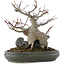Acer palmatum, 21 cm, ± 20 years old, in a pot with multiple chips