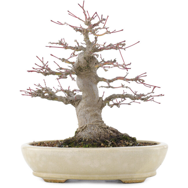 Acer palmatum, 21,5 cm, ± 25 years old, in a handmade Japanese pot by Hattori with a nebari of 9,5 cm