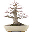 Acer palmatum, 21,5 cm, ± 25 anni, in un vaso giapponese fatto a mano da Hattori con un nebari di 9,5 cm
