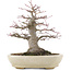 Acer palmatum, 21,5 cm, ± 25 jaar oud, in een handgemaakte Japanse pot van Hattori met een nebari van 9,5 cm