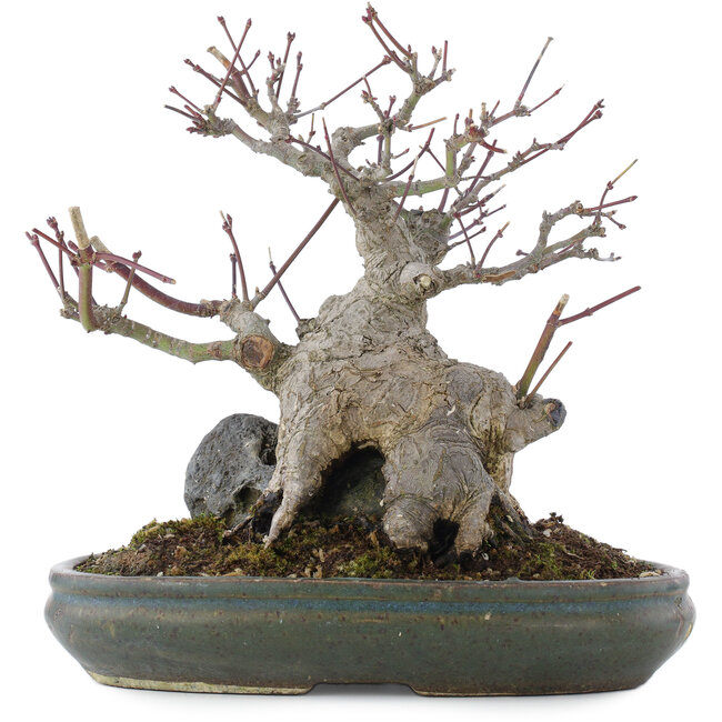 Acer palmatum, 21 cm, ± 20 jaar oud, in pot met meerdere chips