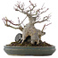 Acer palmatum, 21 cm, ± 20 years old, in a pot with multiple chips