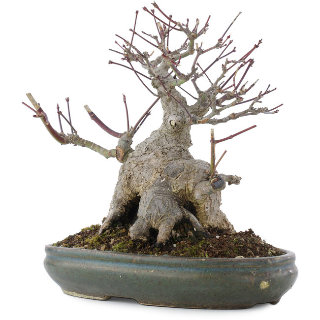 Acer palmatum, 21 cm, ± 20 años, en maceta con múltiples astillas