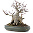 Acer palmatum, 21 cm, ± 20 years old, in a pot with multiple chips