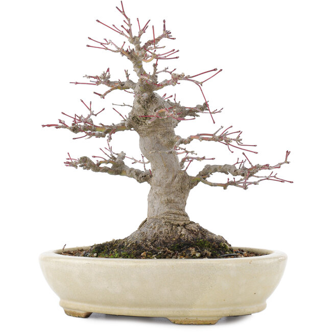 Acer palmatum, 21,5 cm, ± 25 jaar oud, in een handgemaakte Japanse pot van Hattori met een nebari van 9,5 cm