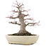 Acer palmatum, 21,5 cm, ± 25 jaar oud, in een handgemaakte Japanse pot van Hattori met een nebari van 9,5 cm