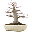 Acer palmatum, 21,5 cm, ± 25 years old, in a handmade Japanese pot by Hattori with a nebari of 9,5 cm
