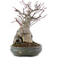 Acer palmatum, 21 cm, ± 20 years old, in a pot with multiple chips