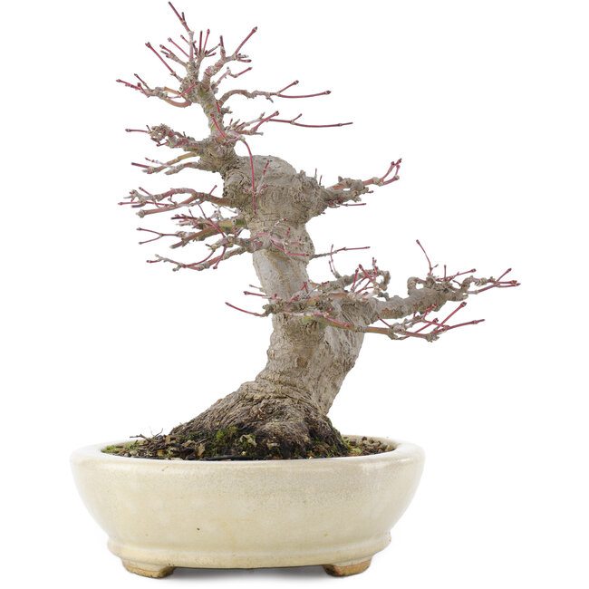 Acer palmatum, 21,5 cm, ± 25 años, en maceta japonesa hecha a mano por Hattori con un nebari de 9,5 cm