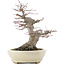 Acer palmatum, 21,5 cm, ± 25 anni, in un vaso giapponese fatto a mano da Hattori con un nebari di 9,5 cm