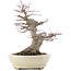 Acer palmatum, 21,5 cm, ± 25 ans, dans un pot japonais fait main par Hattori avec un nebari de 9,5 cm