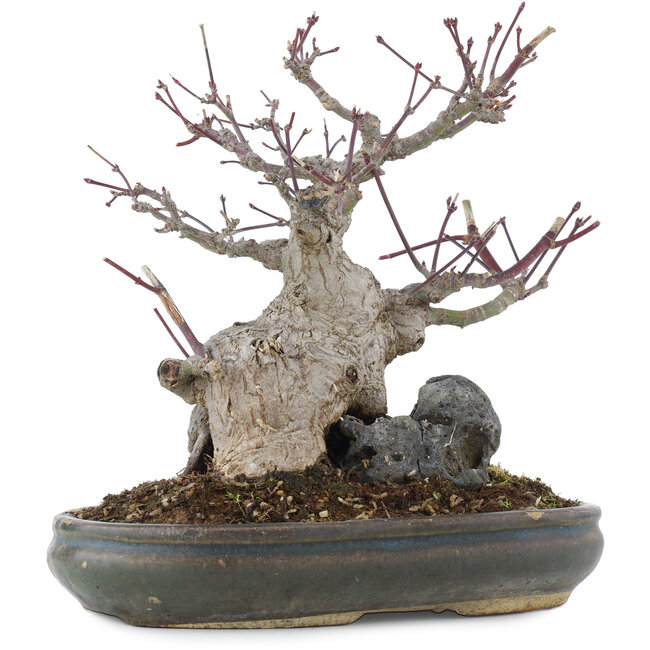 Acer palmatum, 21 cm, ± 20 años, en maceta con múltiples astillas