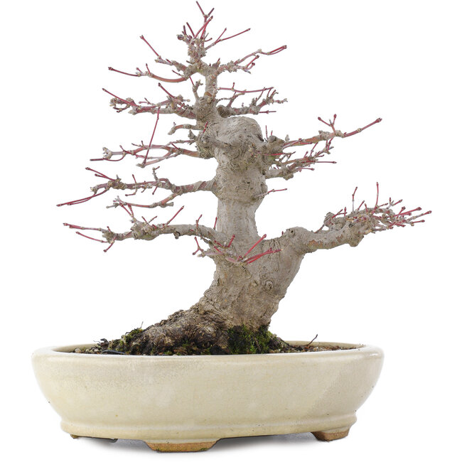Acer palmatum, 21,5 cm, ± 25 ans, dans un pot japonais fait main par Hattori avec un nebari de 9,5 cm