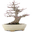 Acer palmatum, 21,5 cm, ± 25 anni, in un vaso giapponese fatto a mano da Hattori con un nebari di 9,5 cm