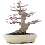 Acer palmatum, 21,5 cm, ± 25 jaar oud, in een handgemaakte Japanse pot van Hattori met een nebari van 9,5 cm