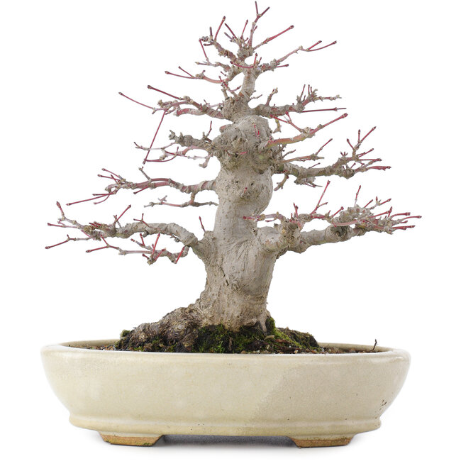 Acer palmatum, 21,5 cm, ± 25 ans, dans un pot japonais fait main par Hattori avec un nebari de 9,5 cm