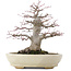 Acer palmatum, 21,5 cm, ± 25 ans, dans un pot japonais fait main par Hattori avec un nebari de 9,5 cm