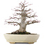 Acer palmatum, 21,5 cm, ± 25 jaar oud, in een handgemaakte Japanse pot van Hattori met een nebari van 9,5 cm