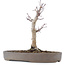 Acer palmatum, 23 cm, ± 10 anni