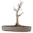 Acer palmatum, 23 cm, ± 10 Jahre alt