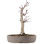 Acer palmatum, 23 cm, ± 10 anni