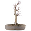 Acer palmatum, 23 cm, ± 10 Jahre alt