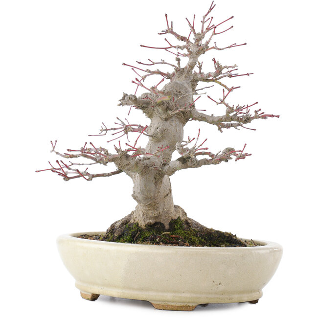 Acer palmatum, 21,5 cm, ± 25 Jahre alt, in einem handgefertigten japanischen Topf von Hattori mit einem Nebari von 9,5 cm