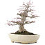 Acer palmatum, 21,5 cm, ± 25 Jahre alt, in einem handgefertigten japanischen Topf von Hattori mit einem Nebari von 9,5 cm