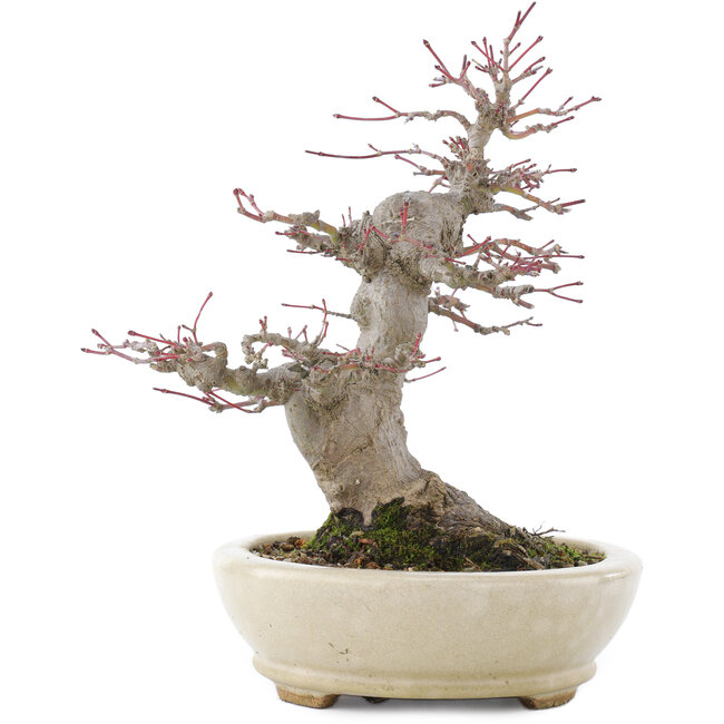Acer palmatum, 21,5 cm, ± 25 años, en maceta japonesa hecha a mano por Hattori con un nebari de 9,5 cm