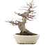 Acer palmatum, 21,5 cm, ± 25 jaar oud, in een handgemaakte Japanse pot van Hattori met een nebari van 9,5 cm