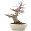 Acer palmatum, 21,5 cm, ± 25 years old, in a handmade Japanese pot by Hattori with a nebari of 9,5 cm