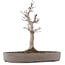 Acer palmatum, 23 cm, ± 10 Jahre alt